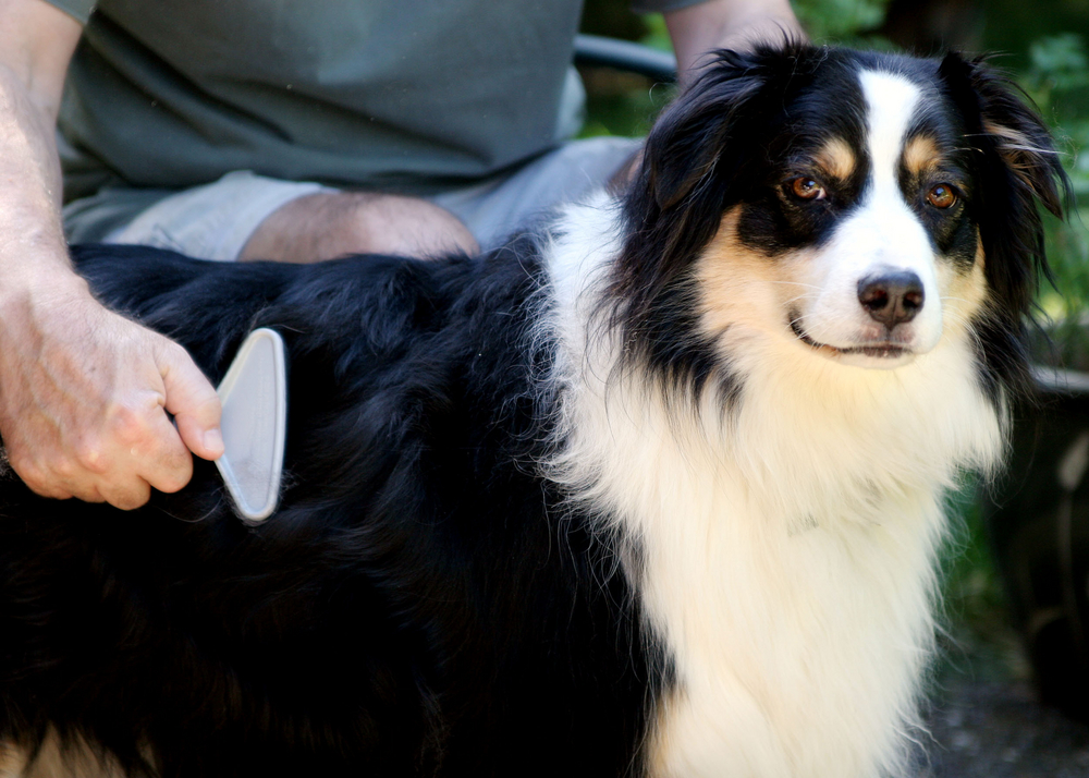 dog getting brushed by owner