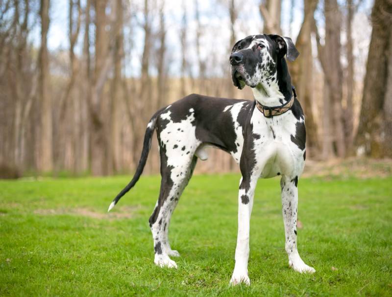 black and white purebred harlequin great dane dog outdoors