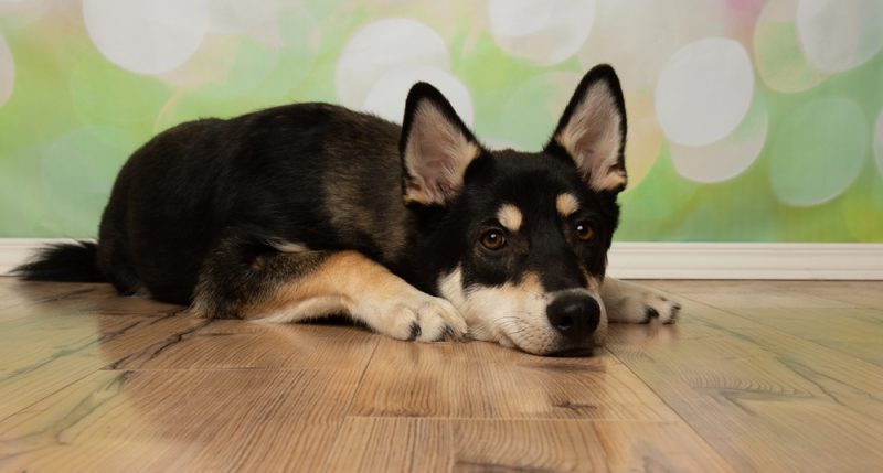 dog lying with head down on the floor