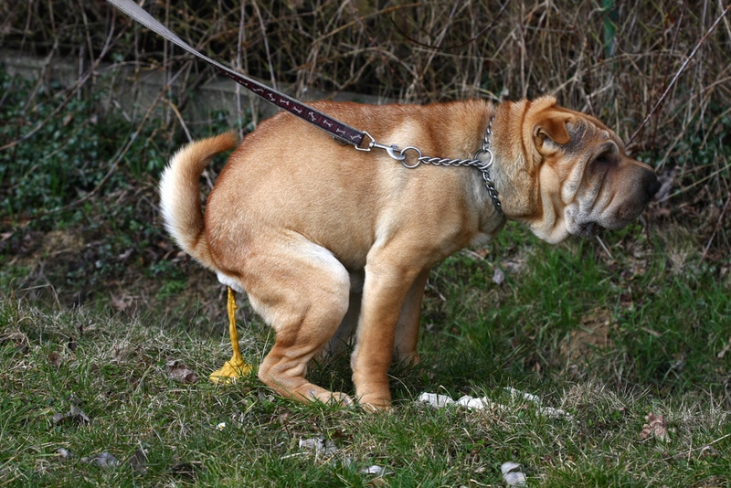 shar pei dog pooping