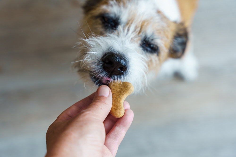 Small dog being given treats