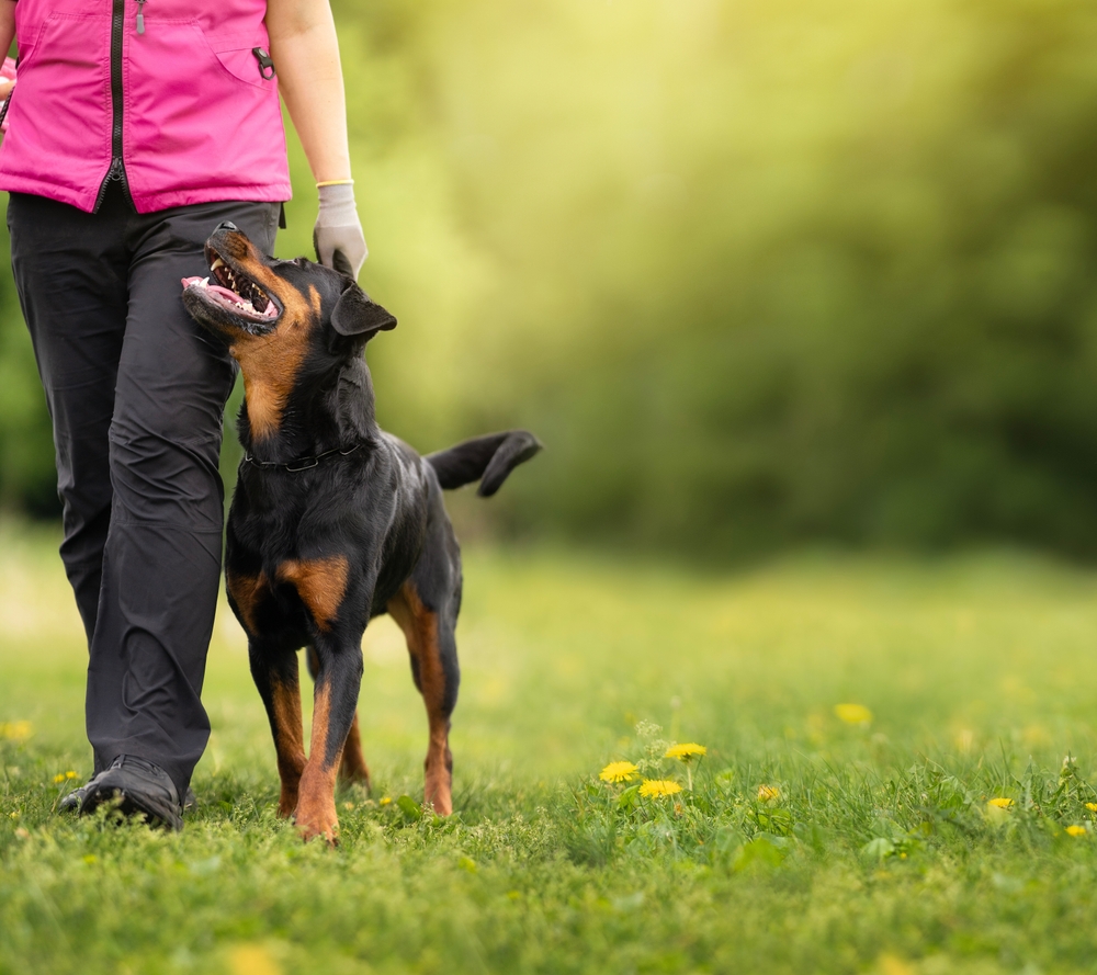 Happy rottweiler on a dog training in a sunny summer day on a green lawn