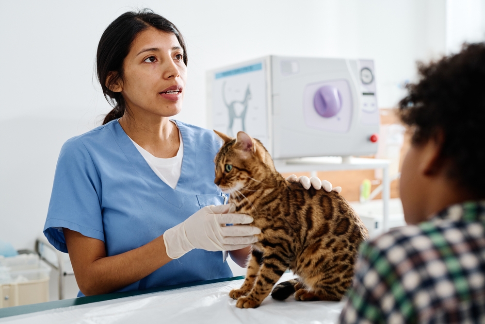 Hispanic woman working in modern vet clinic talking to bengal cats owner