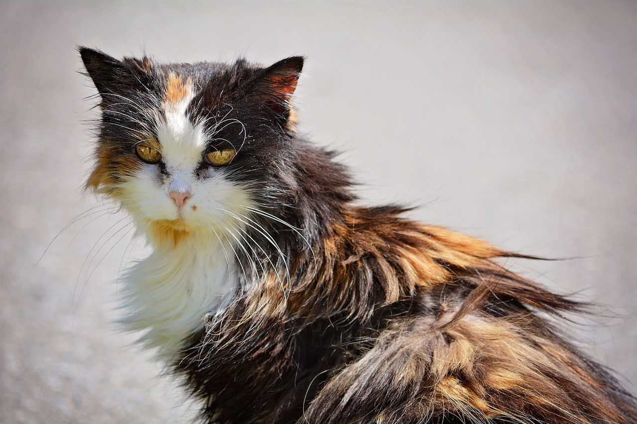 Why Is My Cat’s Fur Matted on His As soon as extra? 10 Vet-Reviewed Causes