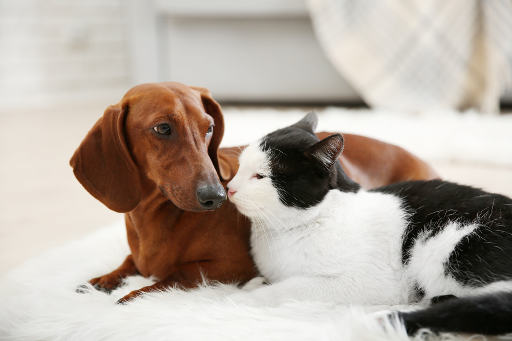 Can a Canine Get a Cat Pregnant? Vet-Verified Particulars & Information – Dogster