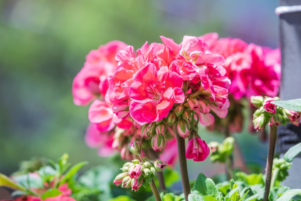 Are Geraniums Toxic to Canine? Vet-Verified Information & FAQ – Dogster