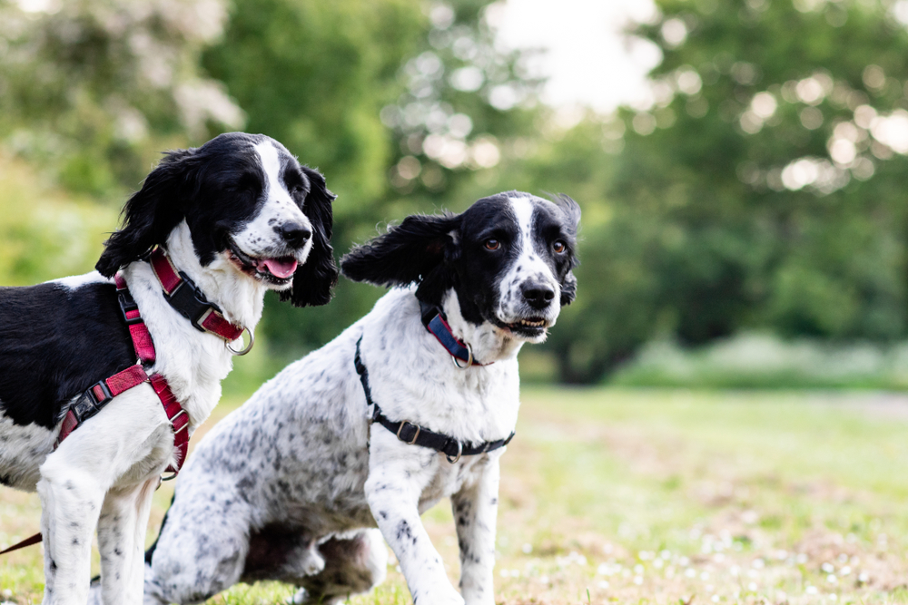 Two dogs on a leash