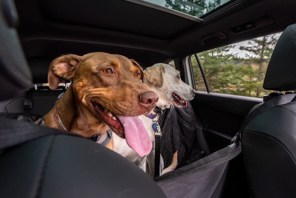 Dog happy in backseat of car