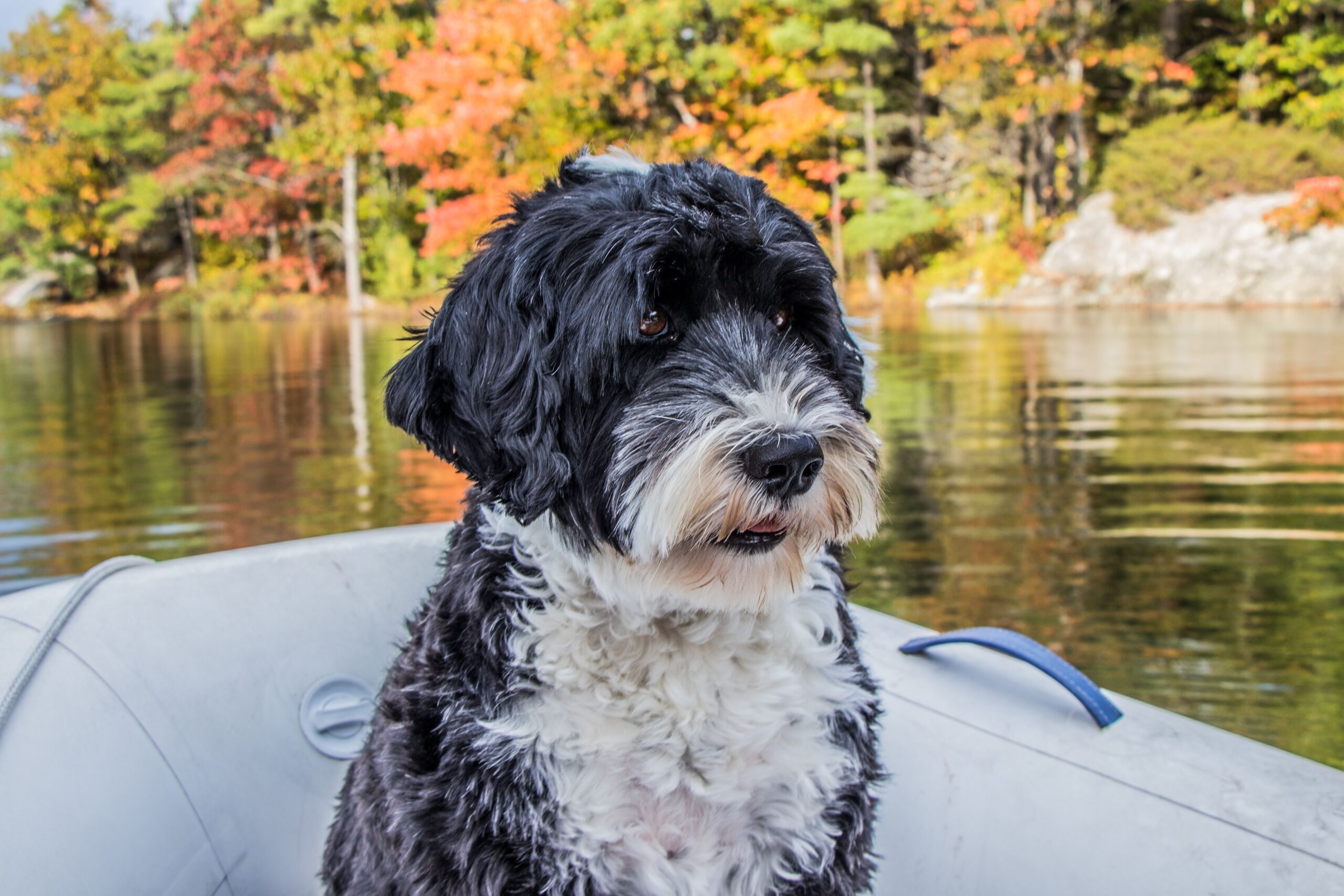 9 Biggest Canine Life Vests for Safety and Sort – Vetstreet