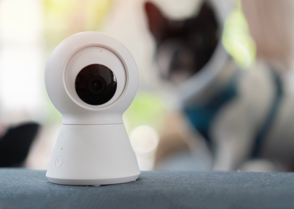 Prime 8 Canine Cameras of 2025 – Vetstreet